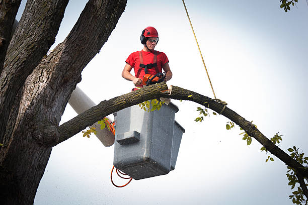 The Steps Involved in Our Tree Care Process in Brookside Village, TX